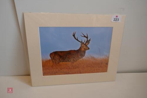 SINGLE MOUNTED PHOTO OF RED STAG