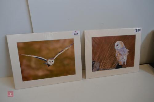 PAIR OF MOUNTED PHOTOS OF BARN OWLS