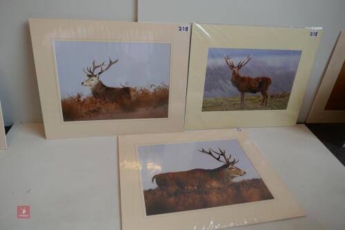 TRIO OF MOUNTED PHOTOS OF RED STAGS