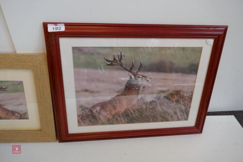 PAIR OF PHOTOS OF RED STAG (SAME STAG AS LOT 191)