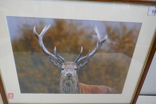 FRAMED PHOTO OF RED STAG