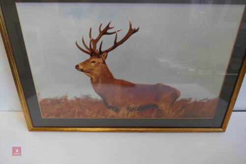 LARGE FRAMED PHOTO OF RED STAG