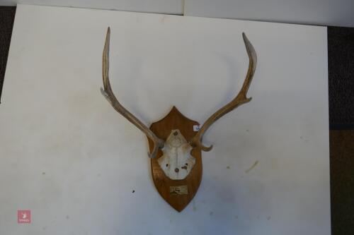 MOUNTED RED STAG - HUNTED HEAD