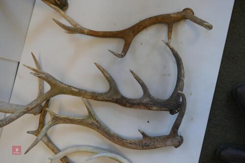 7 CAST RED DEER ANTLERS