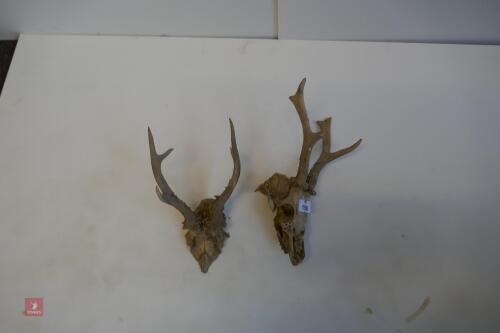 PAIR OF ROE BUCK HEADS