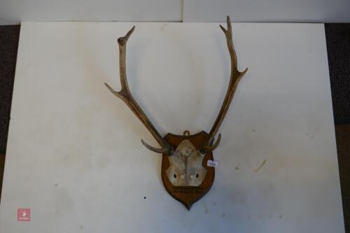 MOUNTED RED STAG - HUNTED HEAD