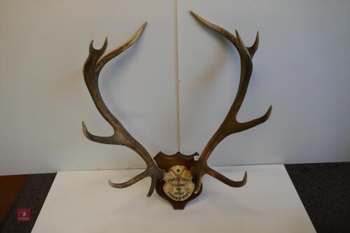 MOUNTED RED STAG - HUNTED HEAD