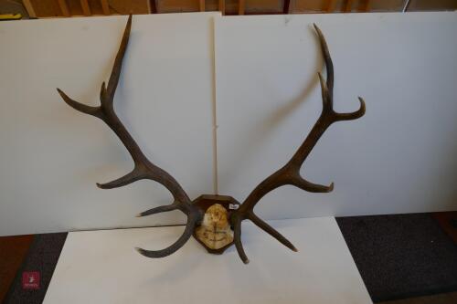 MOUNTED RED STAG - HUNTED HEAD