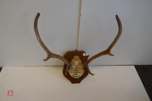 MOUNTED RED STAG - HUNTED HEAD