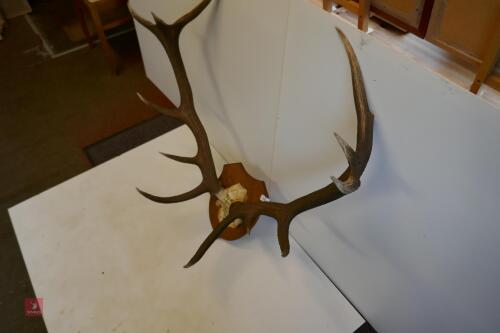 MOUNTED RED STAG - HUNTED HEAD