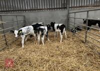 10 X 3-4 WEEK OLD CALVES (BIDS PER HEAD)