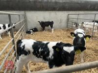 10 X 3-4 WEEK OLD CALVES (BIDS PER HEAD) - 2