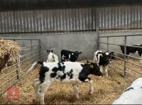 10 X 3-4 WEEK OLD CALVES (BIDS PER HEAD) - 3