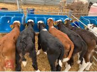 10 X 3-4 WEEK OLD CALVES (BIDS PER HEAD) - 2