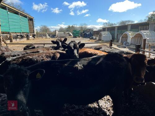 12 X 14-17MO STORE CATTLE (BIDS PER HEAD