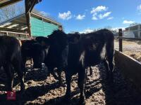 12 X 14-17MO STORE CATTLE (BIDS PER HEAD - 2