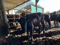 12 X 14-17MO STORE CATTLE (BIDS PER HEAD - 4