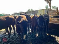 12 X 14-17MO STORE CATTLE (BIDS PER HEAD - 6