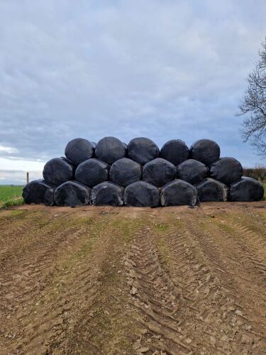 60 BALES OF SILAGE (BIDDING PER BALE)