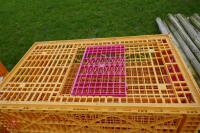 5 MONDIAL ORANGE POULTRY CRATES - 4