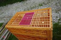 5 MONDIAL ORANGE POULTRY CRATES - 5