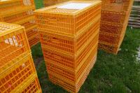 5 D3 ORANGE POULTRY CRATES - 2