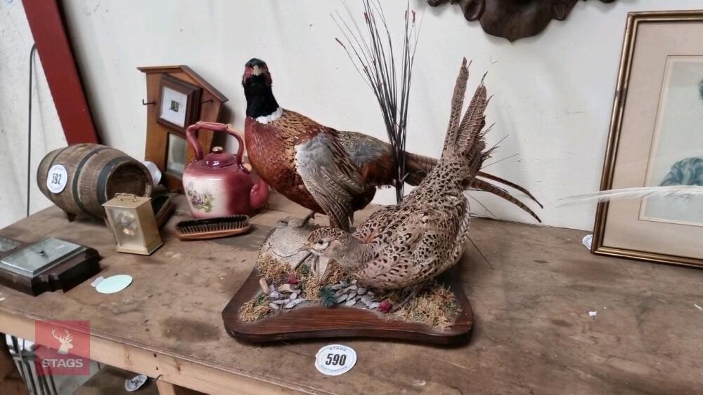 PAIR OF PHEASANTS