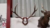 PAIR OF MOUNTED RED DEER ANTLERS