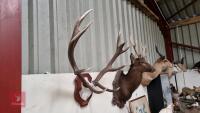 PAIR OF MOUNTED RED DEER ANTLERS - 2