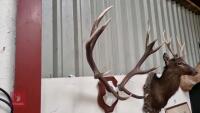 PAIR OF MOUNTED RED DEER ANTLERS - 3