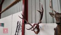 PAIR OF MOUNTED RED DEER ANTLERS - 4