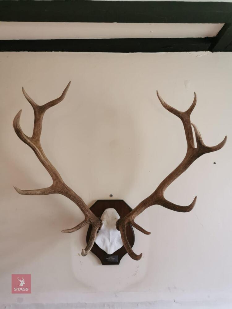 RED DEER ANTLERS MOUNTED ON SHIELD