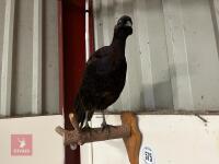 BLACK HEN PHEASANT - 2