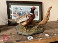 COCK PHEASANT SCENE - 2