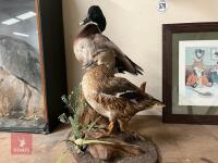 PAIR OF MALLARD DUCKS - 3