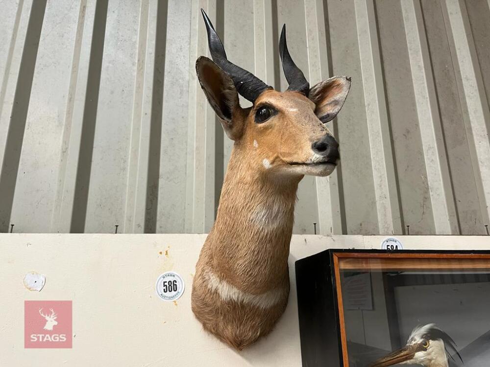 MOUNTED BUSHBUCK HEAD