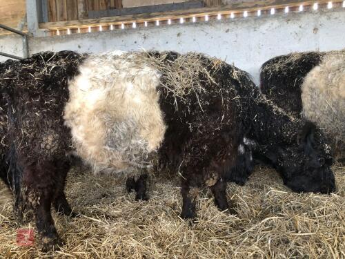 IN CALF BELTED GALLOWAY COW