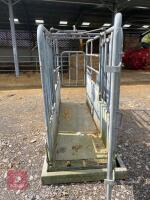 BATEMAN CATTLE WEIGH CRUSH - 4