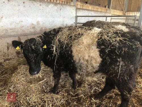 IN CALF BELTED GALLOWAY X HEIFER