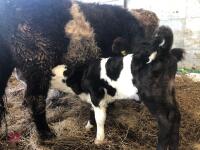 BELTED GALLOWAY X COW & CALF - 2