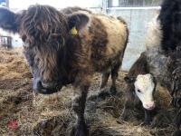 BELTED GALLOWAY X COW & CALF