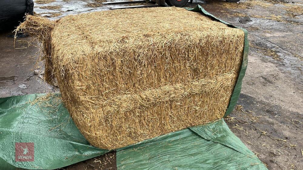 25 SQUARE BALES OF HAYLAGE