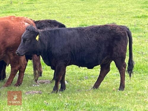 2 PUREBRED LONG LEG DEXTER HEIFERS