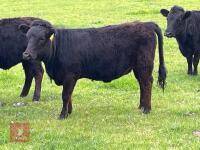 2 PUREBRED LONG LEG DEXTER HEIFERS - 2