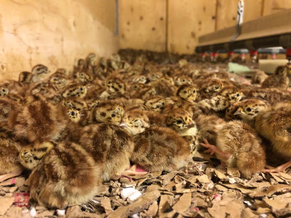 1000 GREY LEGGED DAY OLD PARTRIDGE CHICKS