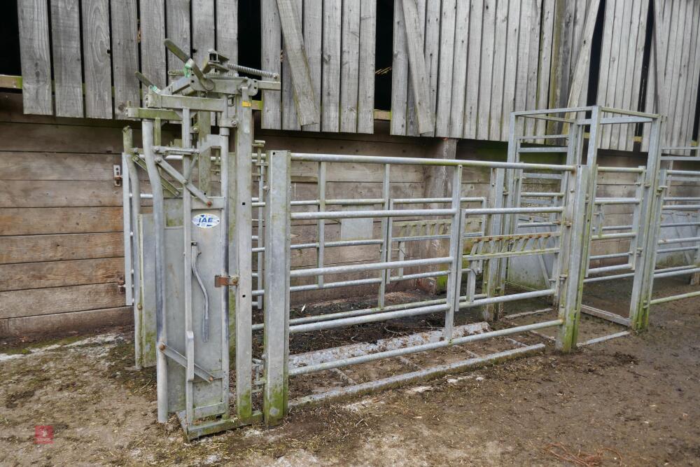 IAE 38' GALV CATTLE HANDLING SYSTEM