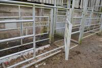 IAE 38' GALV CATTLE HANDLING SYSTEM - 6