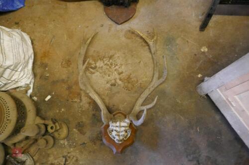 MOUNTED RED STAG ANTLERS-HUNTED HEAD