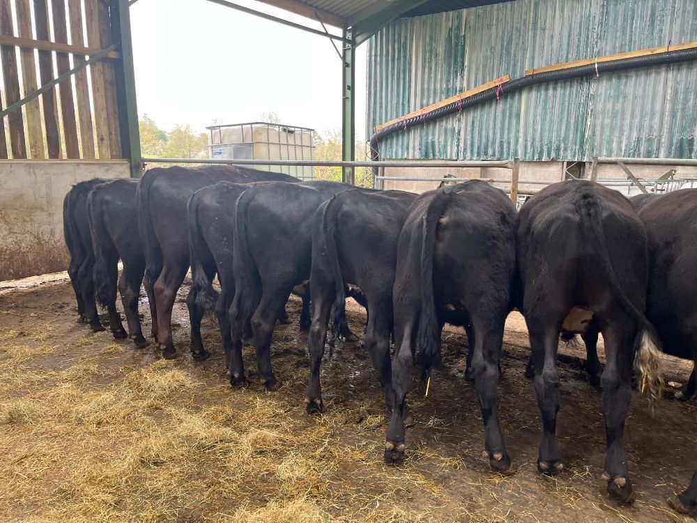 10 X 13MO ABERDEEN ANGUS CROSS STIRKS