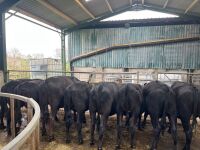 10 X 13MO ABERDEEN ANGUS CROSS STIRKS - 7